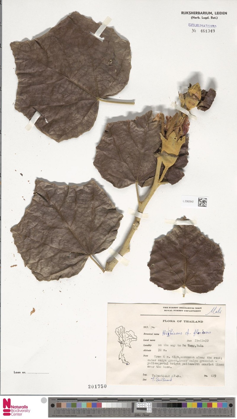 Hibiscus floccosus photo 3