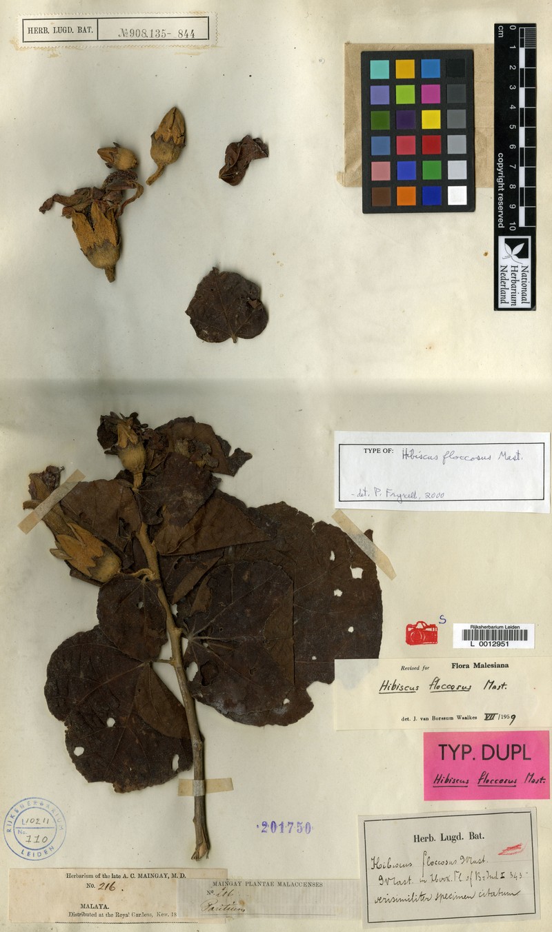 Hibiscus floccosus photo 4