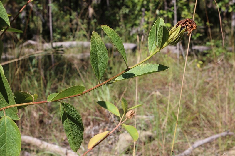 Hibiscus forsteri photo 2