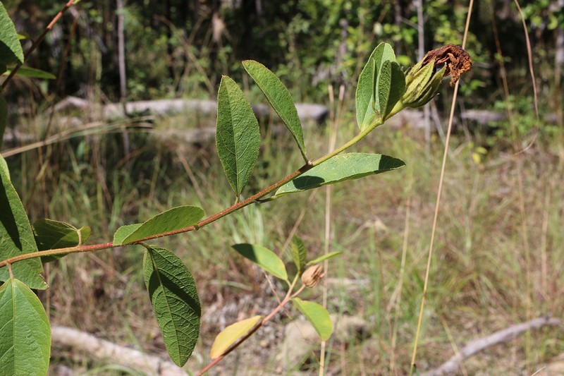 Hibiscus forsteri photo 3