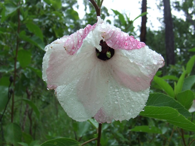 Hibiscus forsteri photo 4
