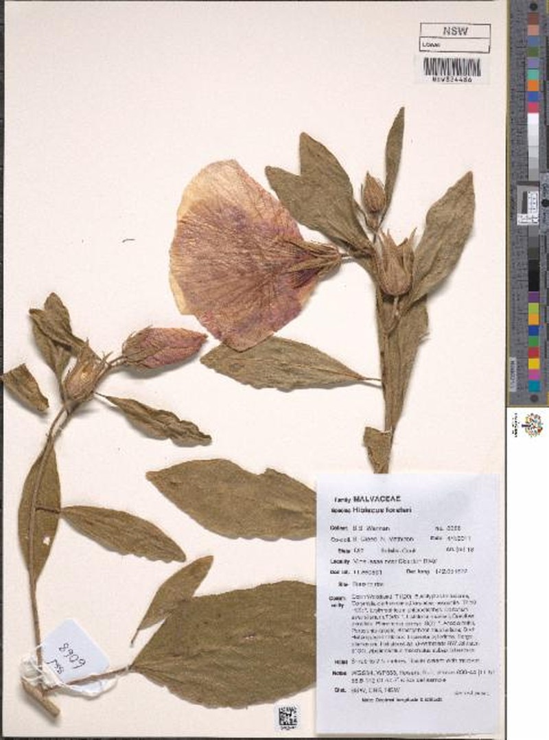 Hibiscus forsteri photo 5