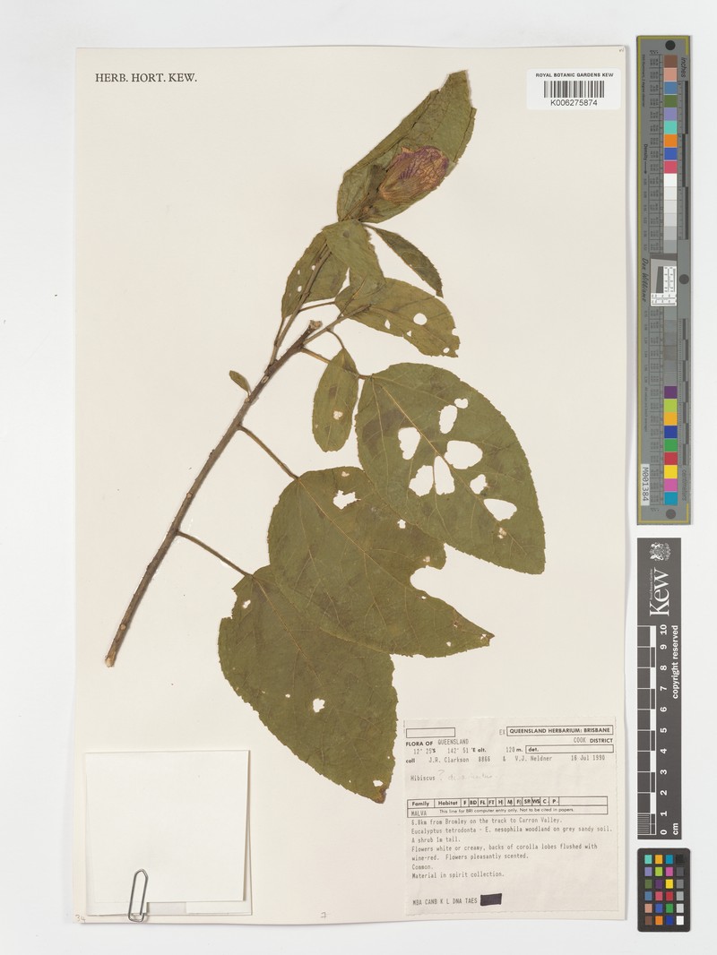 Hibiscus forsteri photo 6