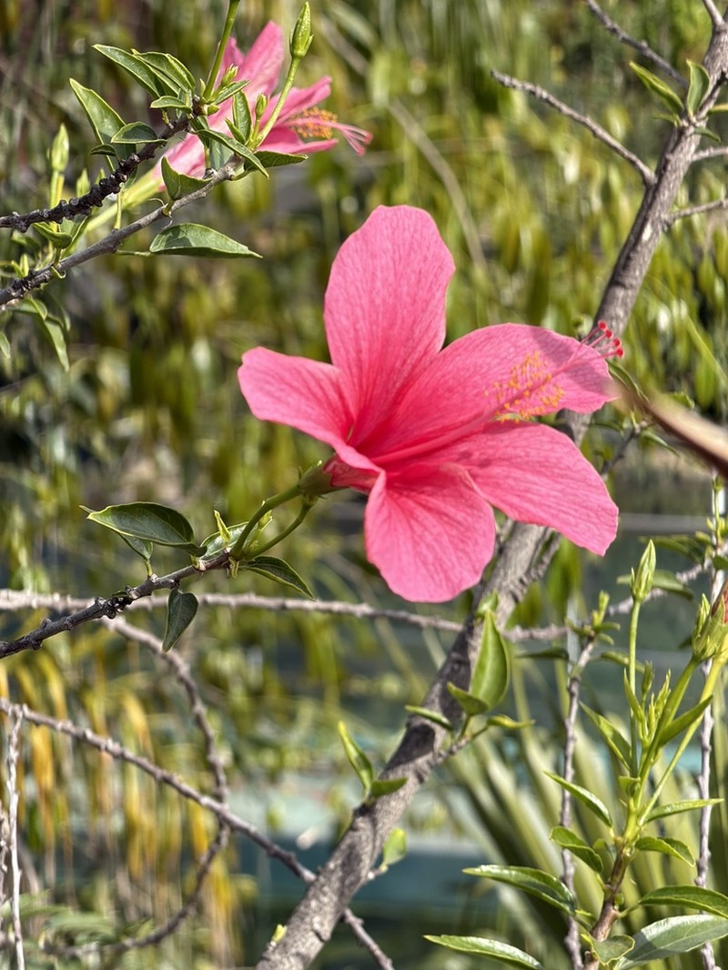 Hibiscus fragilis photo 2