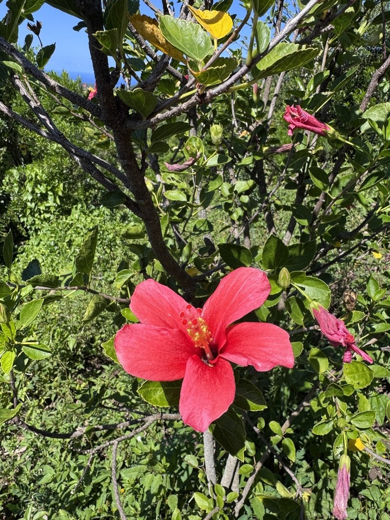 Hibiscus fragilis photo 3