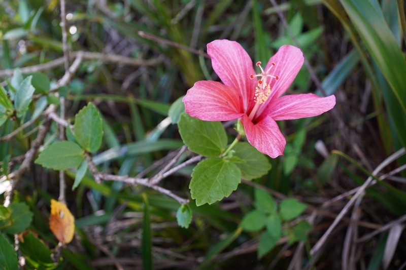 Hibiscus fragilis photo 4