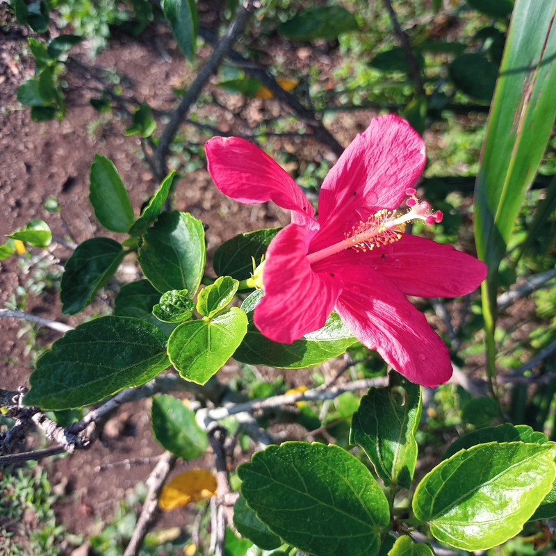 Hibiscus fragilis photo 5