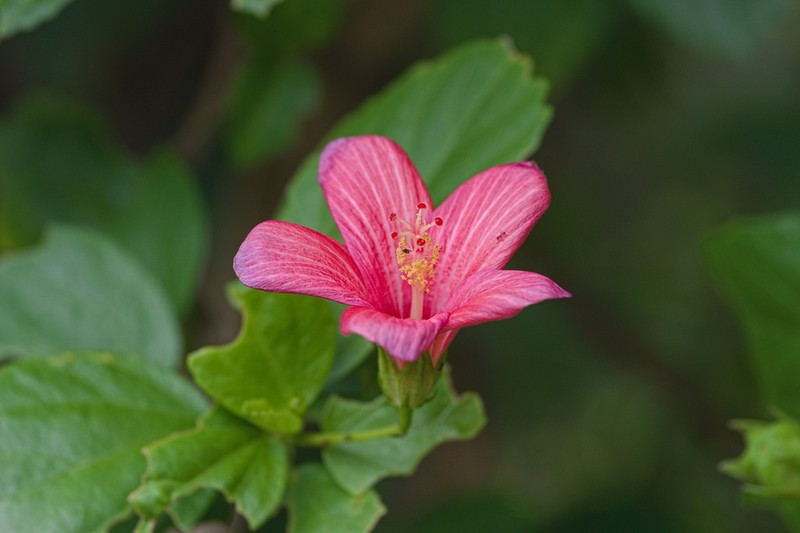 Hibiscus fragilis photo 6