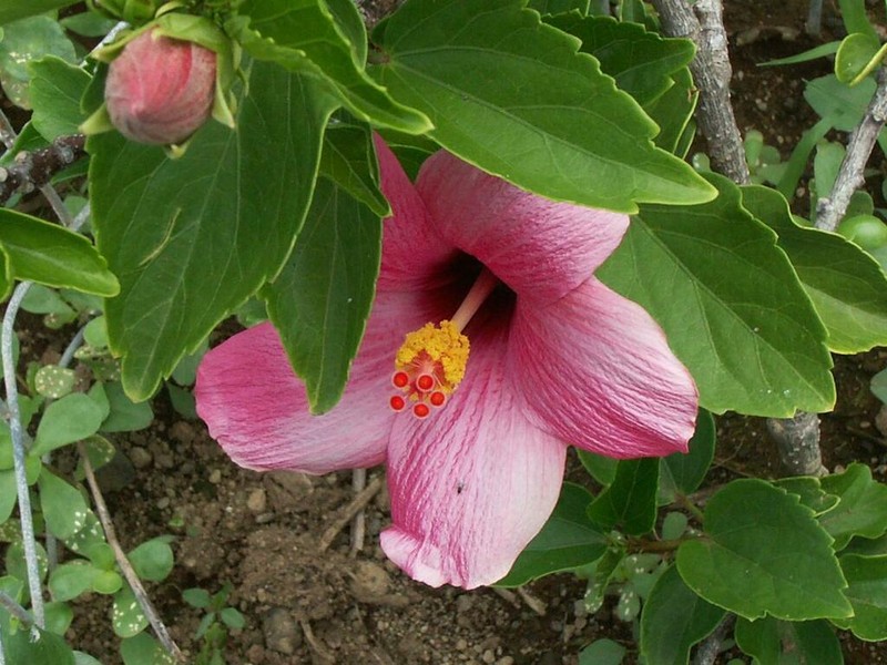 Hibiscus fragilis photo 7