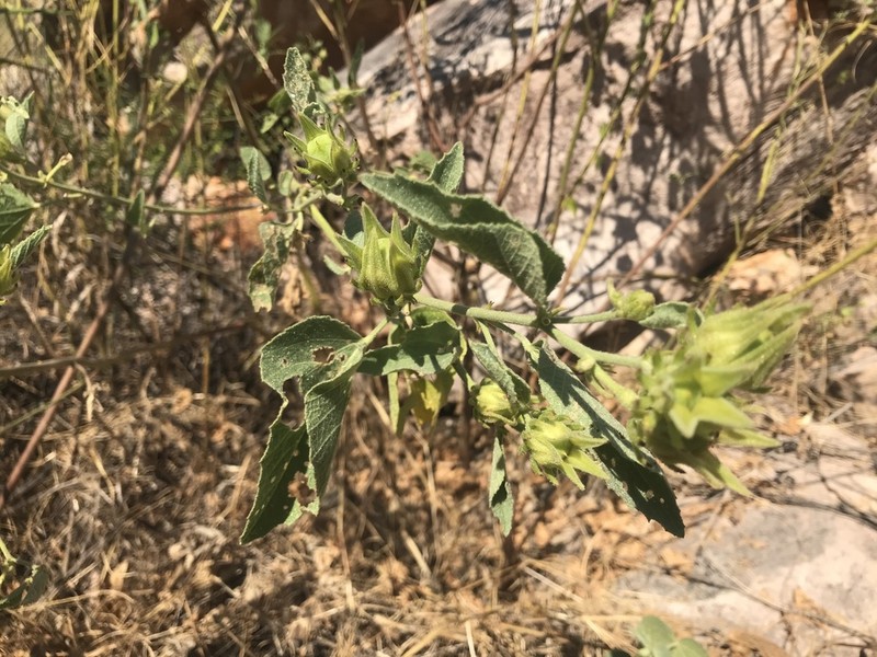 Hibiscus fryxellii