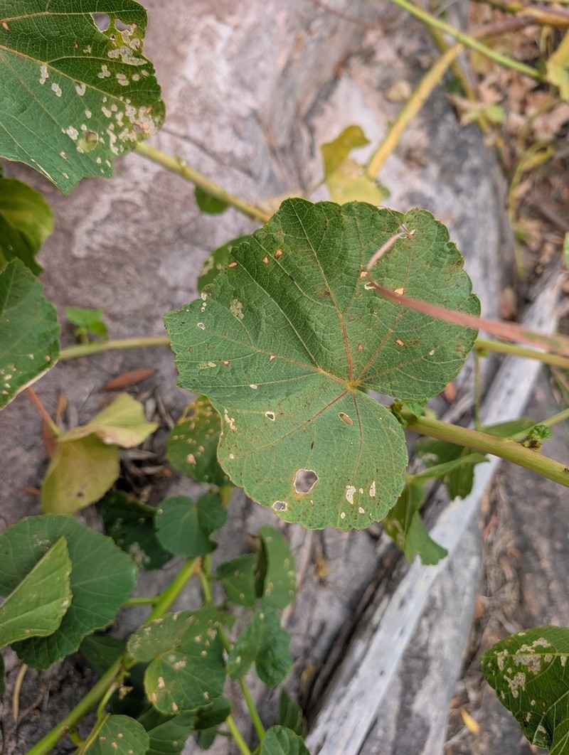 Hibiscus fryxellii photo 2