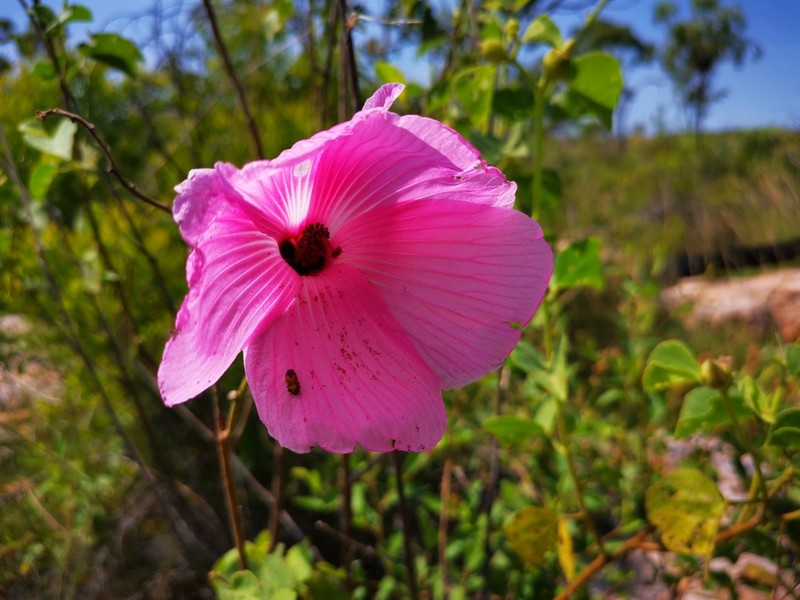 Hibiscus fryxellii photo 3