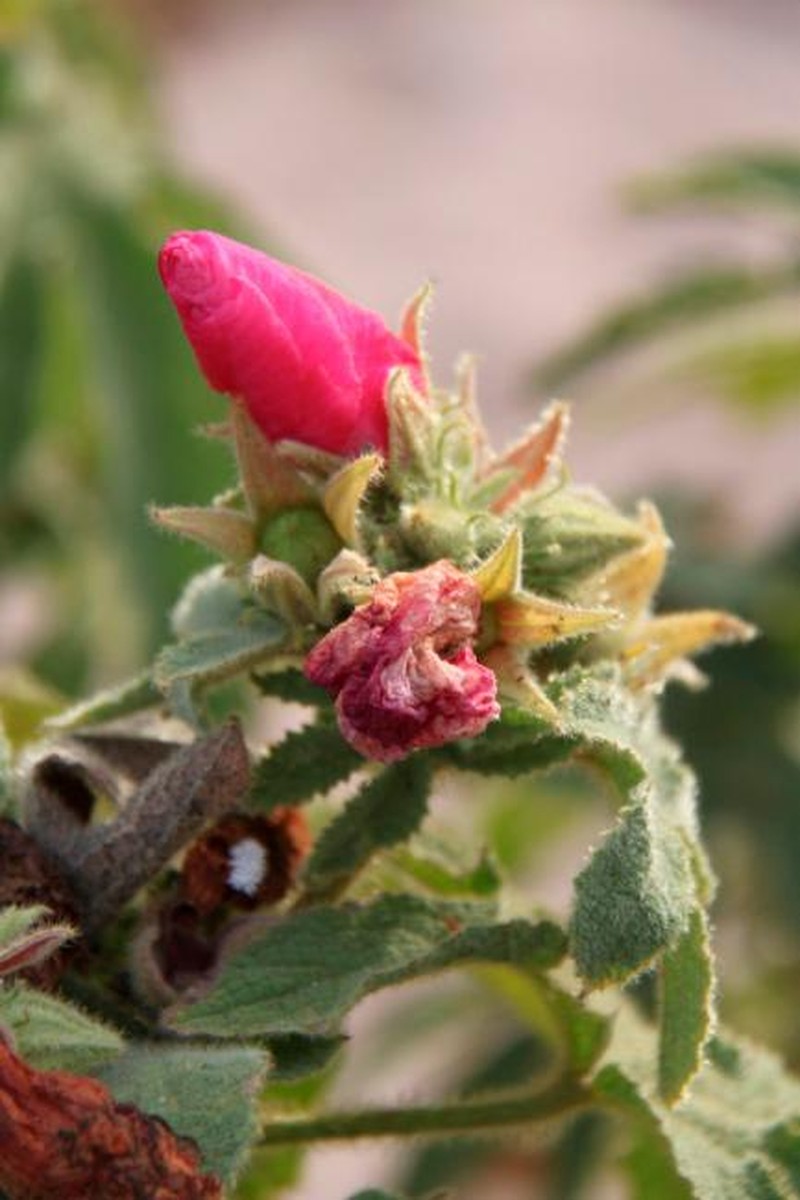 Hibiscus fryxellii photo 5