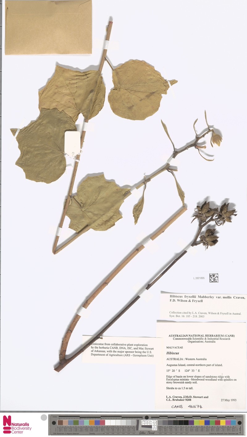 Hibiscus fryxellii photo 6
