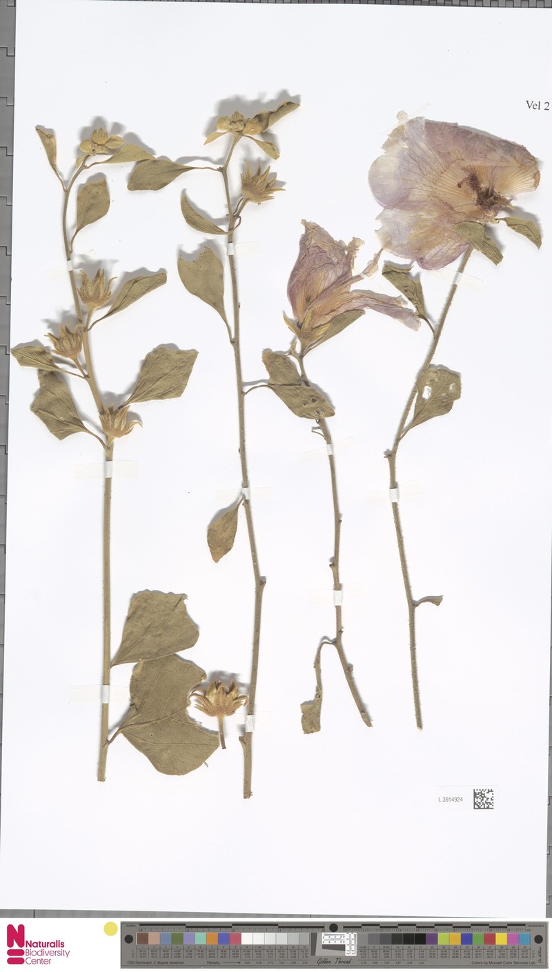 Hibiscus fryxellii photo 8