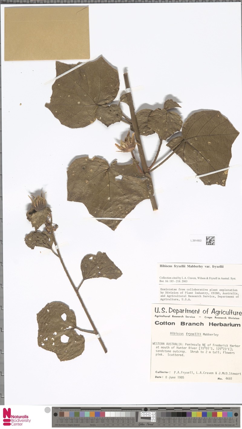 Hibiscus fryxellii var. fryxellii