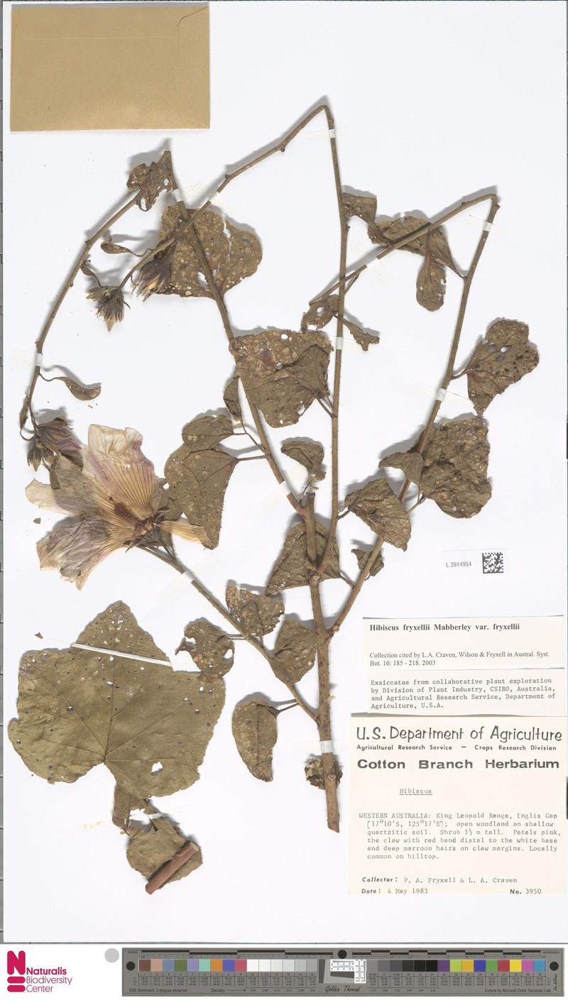 Hibiscus fryxellii var. fryxellii photo 2