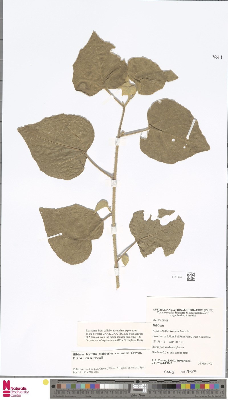 Hibiscus fryxellii var. mollis photo 4