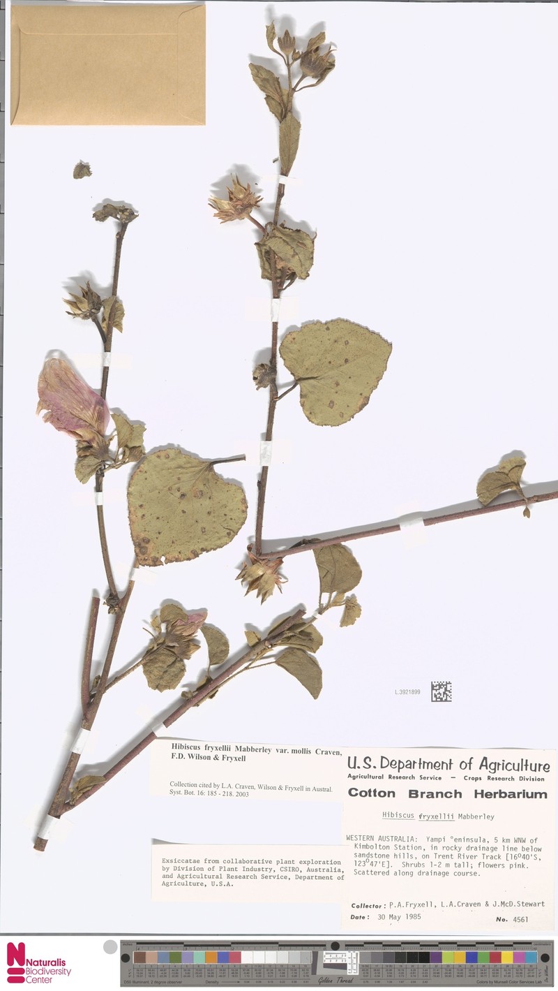 Hibiscus fryxellii var. mollis photo 5