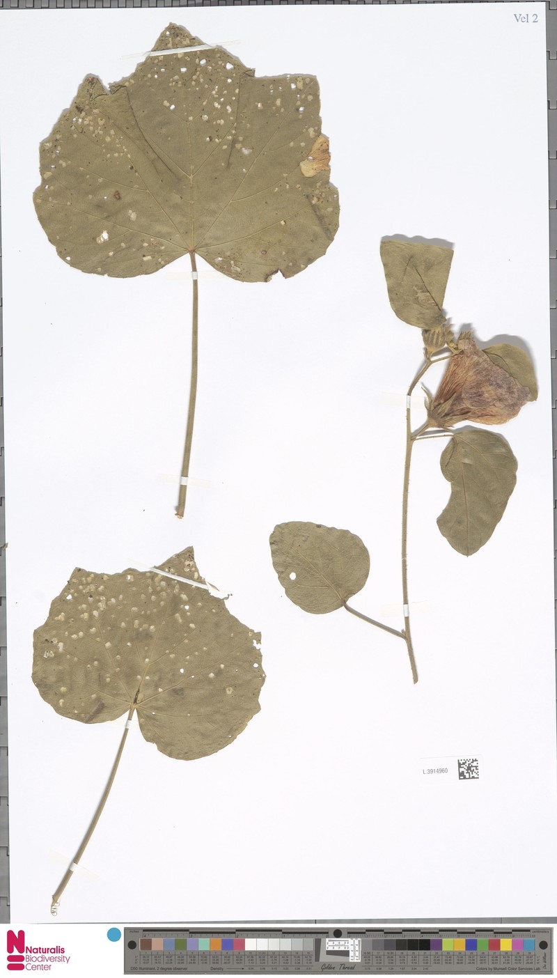 Hibiscus fryxellii var. mollis photo 6