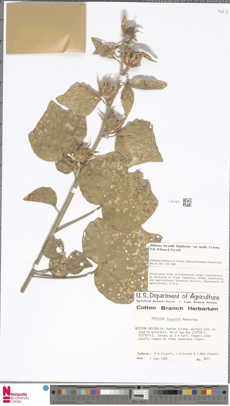 Hibiscus fryxellii var. mollis photo 7