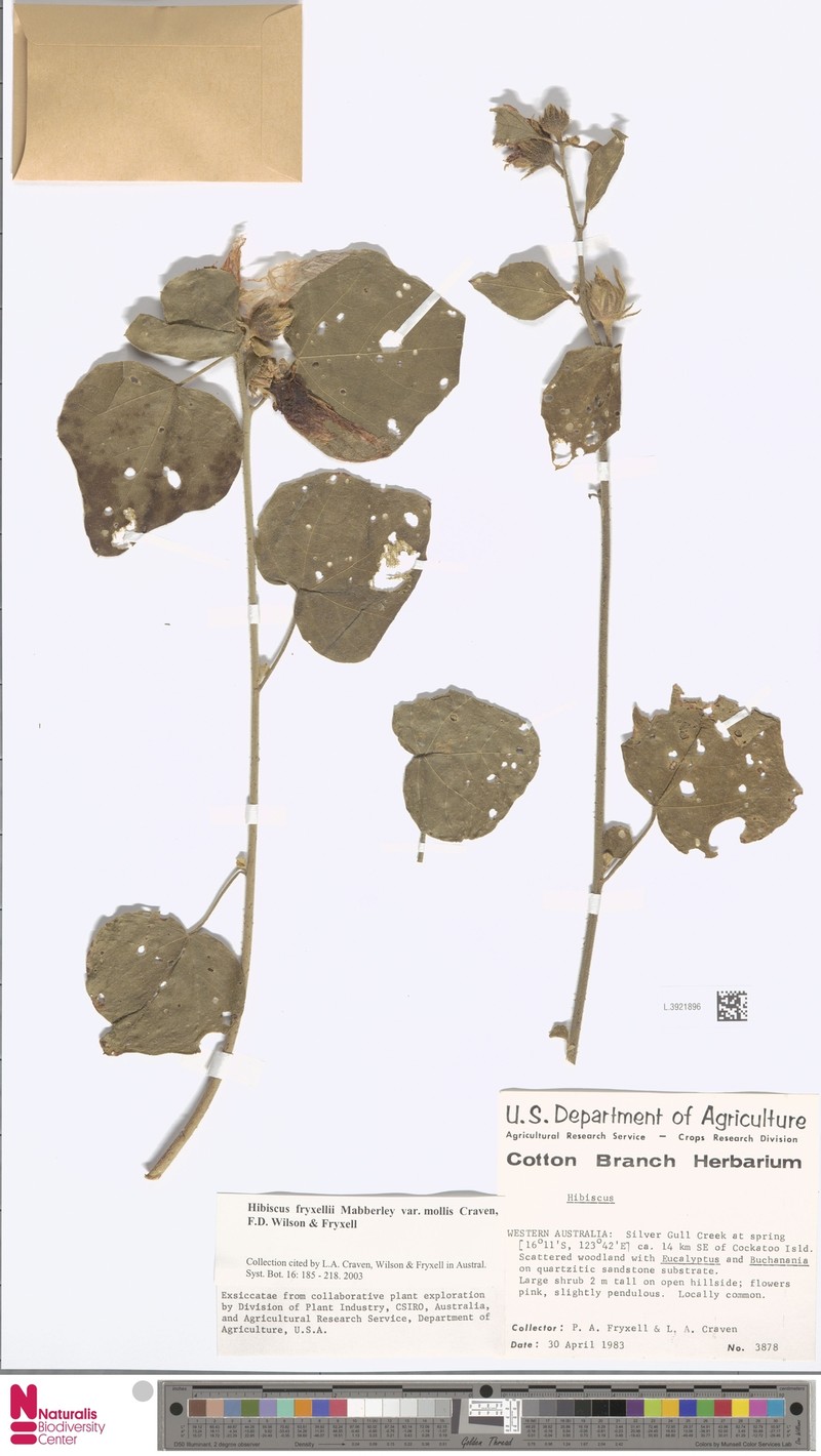 Hibiscus fryxellii var. mollis photo 8