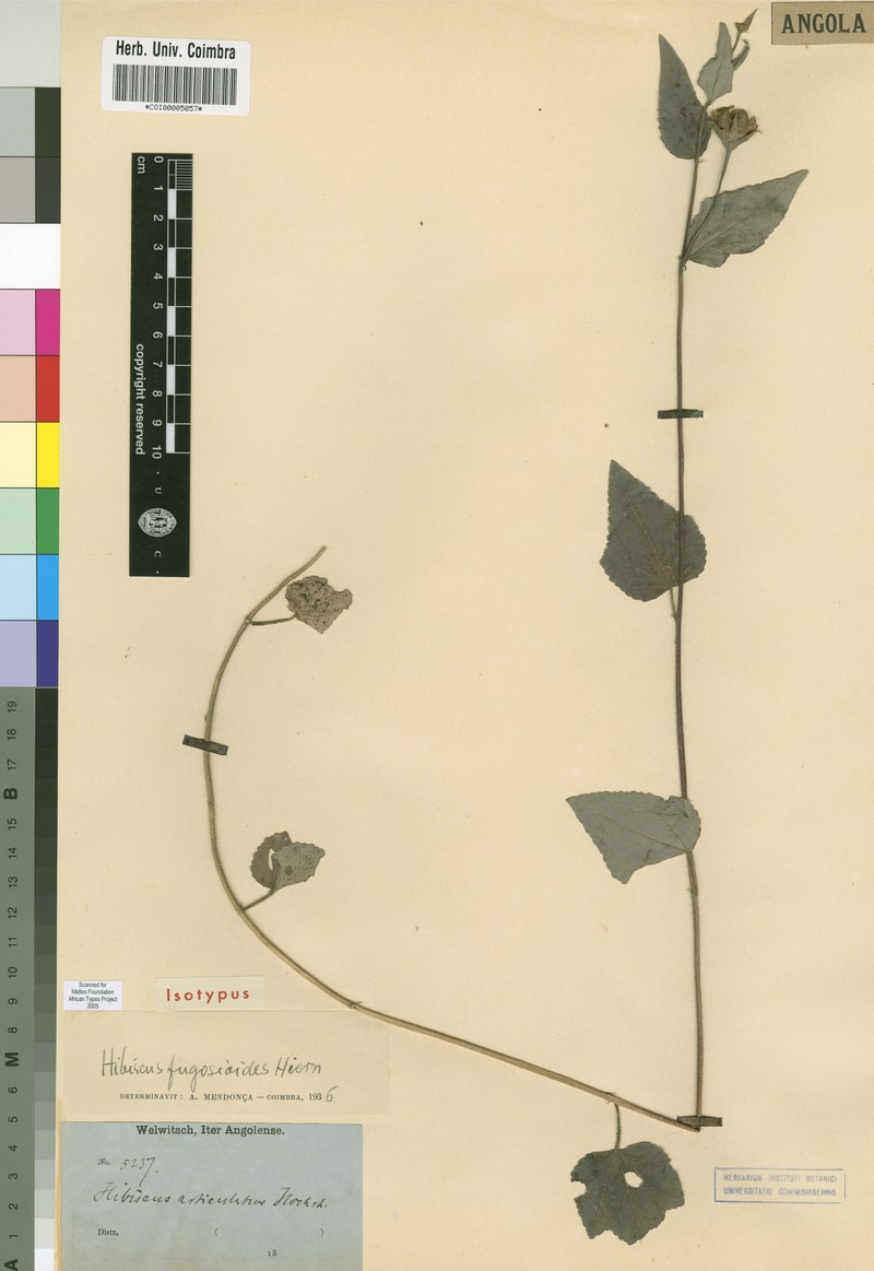 Hibiscus fugosioides