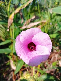 Lindenleaf Rosemallow
