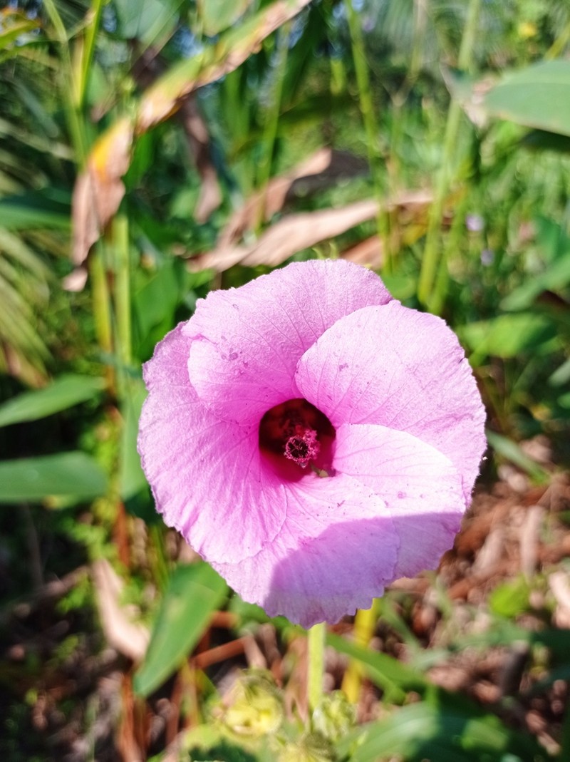 Lindenleaf Rosemallow
