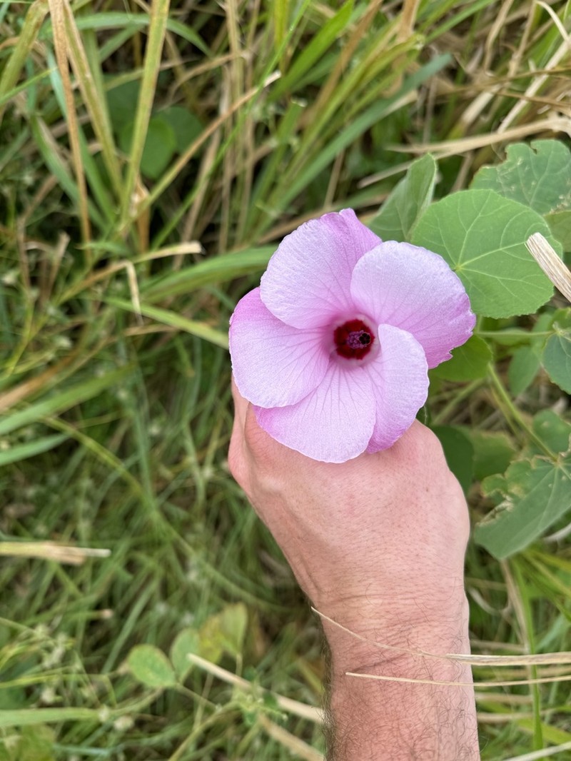 Lindenleaf Rosemallow photo 2