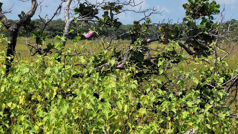 Lindenleaf Rosemallow photo 3