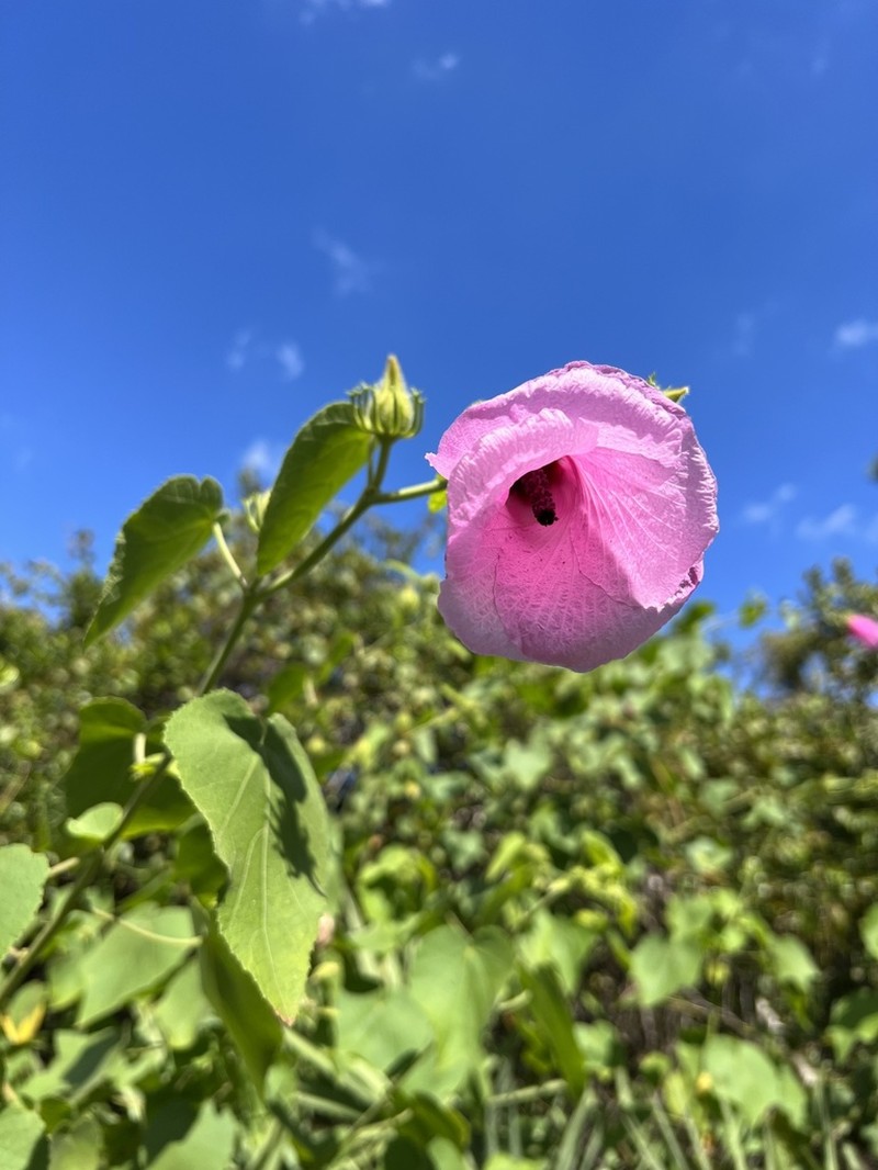 Lindenleaf Rosemallow photo 4