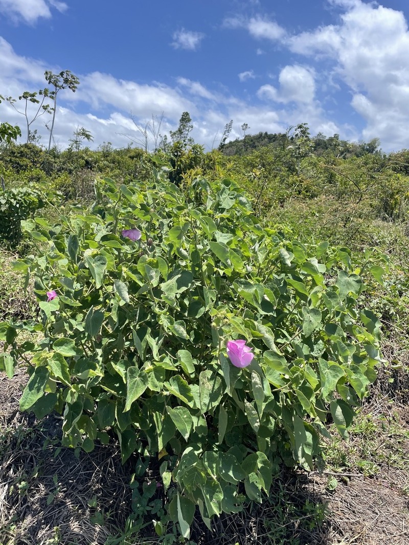 Lindenleaf Rosemallow photo 5