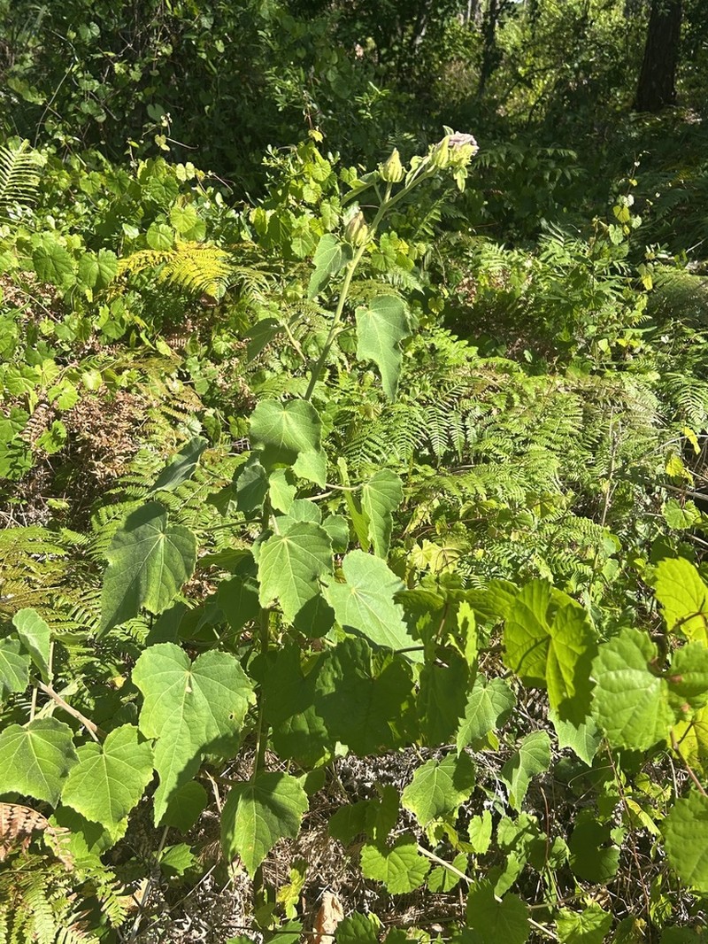 Lindenleaf Rosemallow photo 6