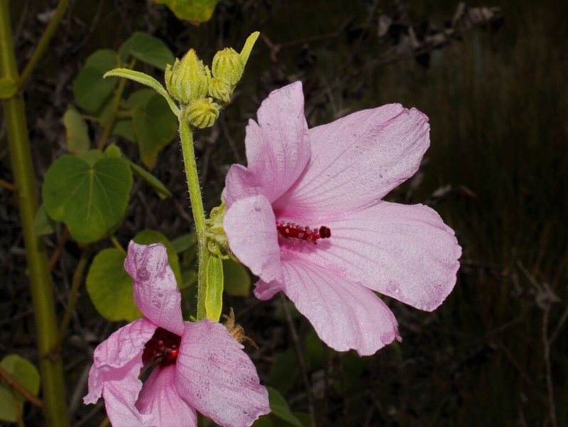 Lindenleaf Rosemallow photo 7