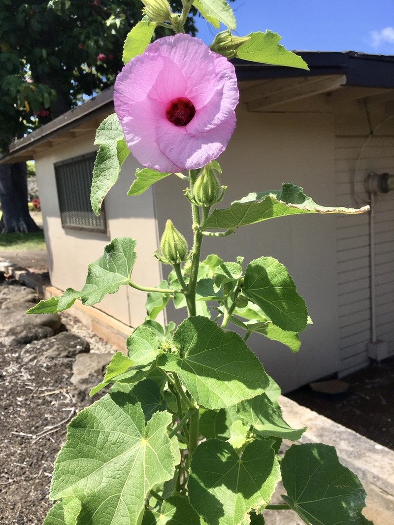 Lindenleaf Rosemallow photo 8
