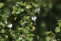 Hibiscus fuscus