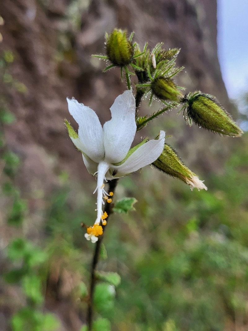 Hibiscus fuscus photo 2