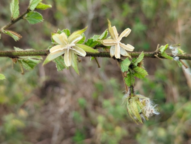 Hibiscus fuscus photo 4