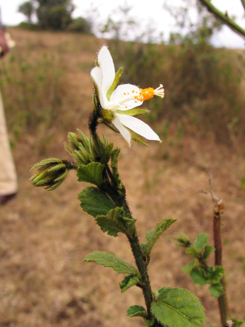 Hibiscus fuscus photo 7