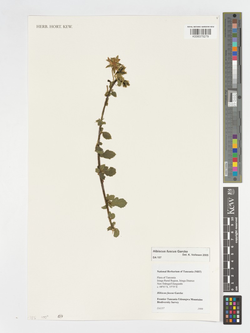 Hibiscus fuscus subsp. naivashensis