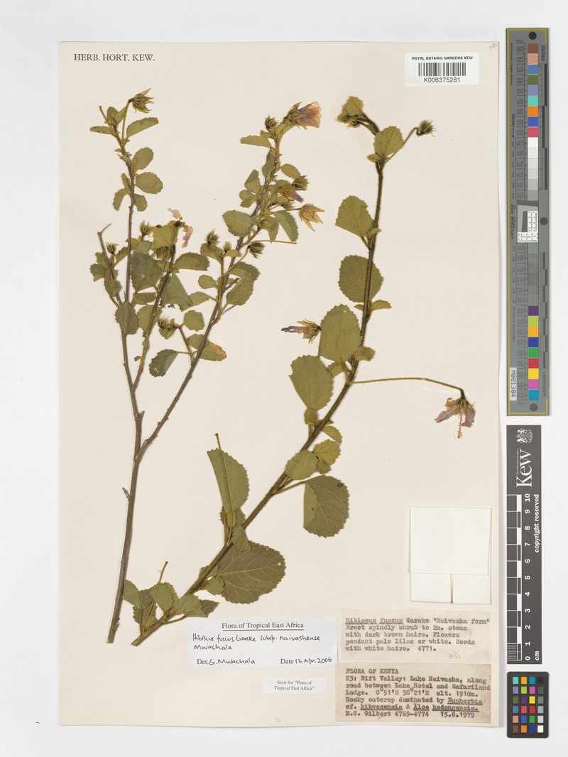 Hibiscus fuscus subsp. naivashensis photo 2