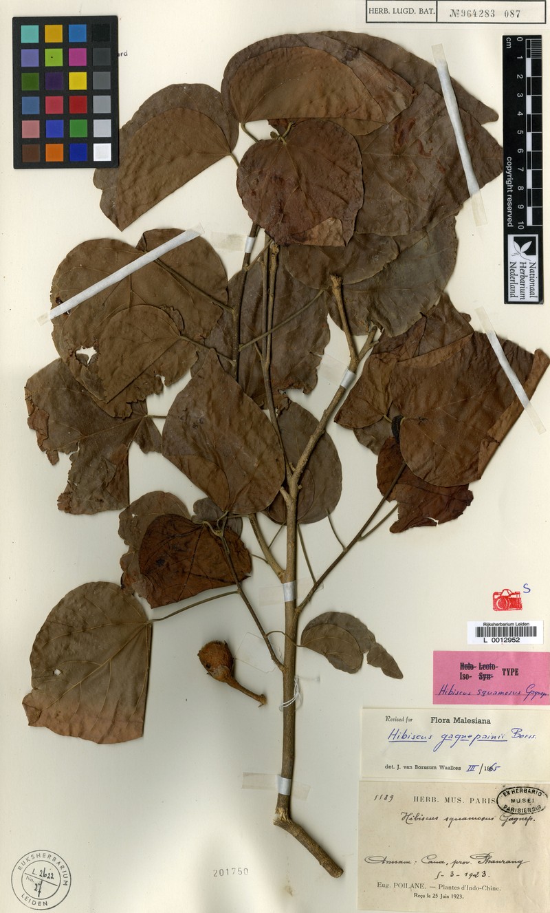 Hibiscus gagnepainii