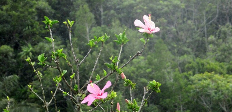 Hibiscus genevei