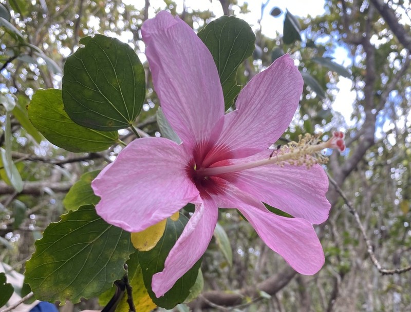 Hibiscus genevei photo 2