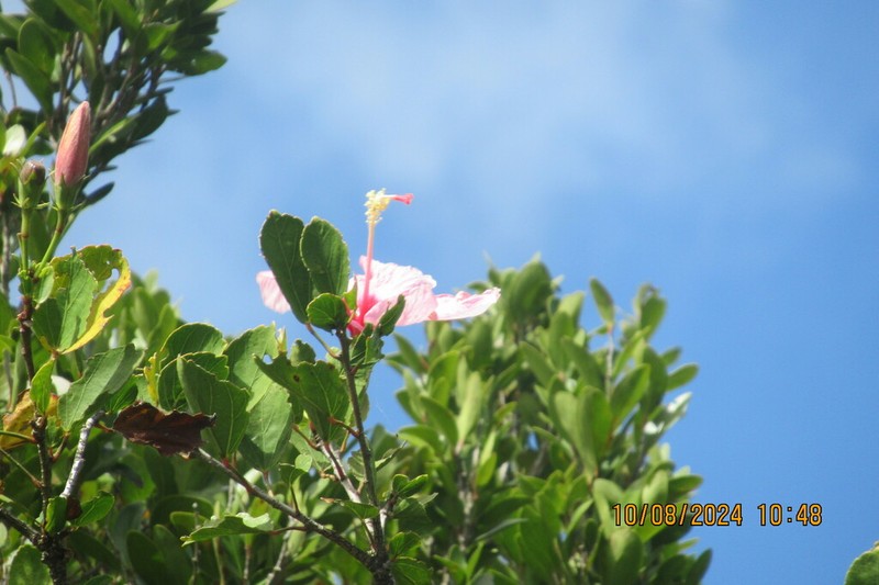 Hibiscus genevei photo 3