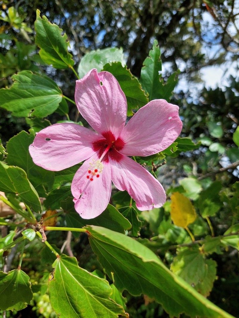 Hibiscus genevei photo 4