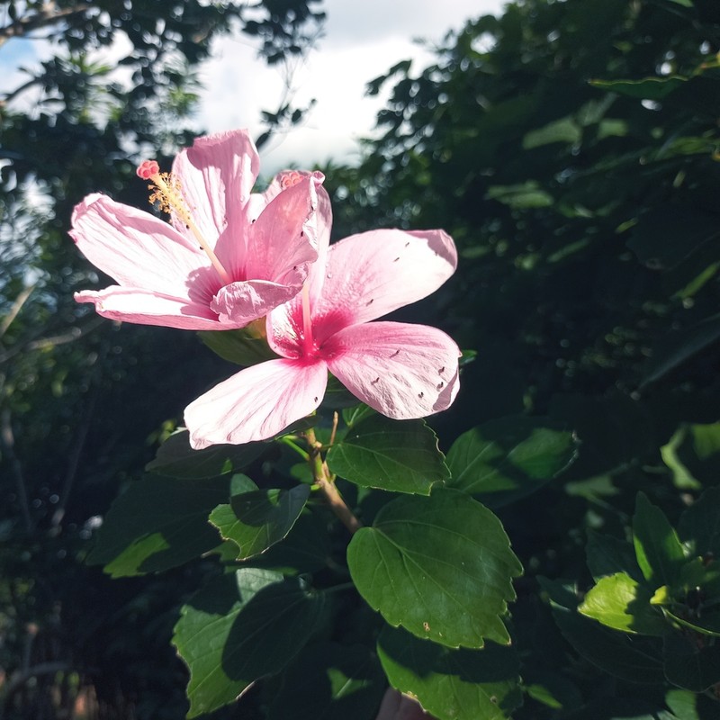 Hibiscus genevei photo 5