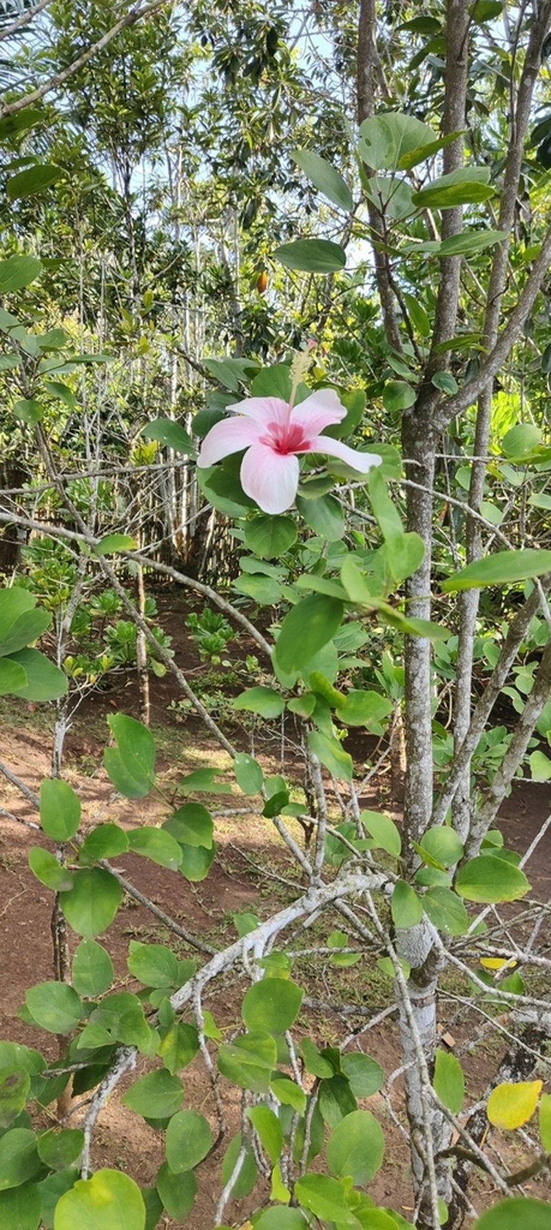 Hibiscus genevei photo 6