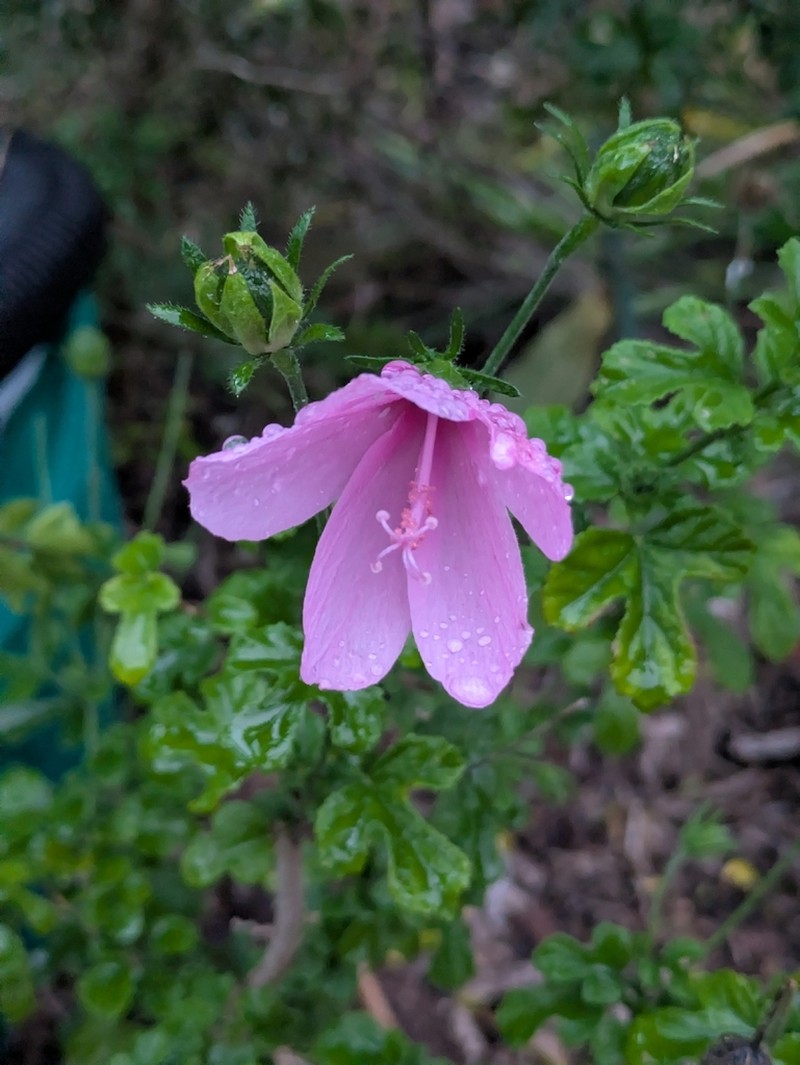 Hibiscus geranioides photo 2